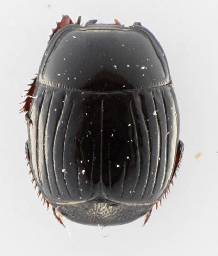 Réf. 277 278 : Atholus corvinus